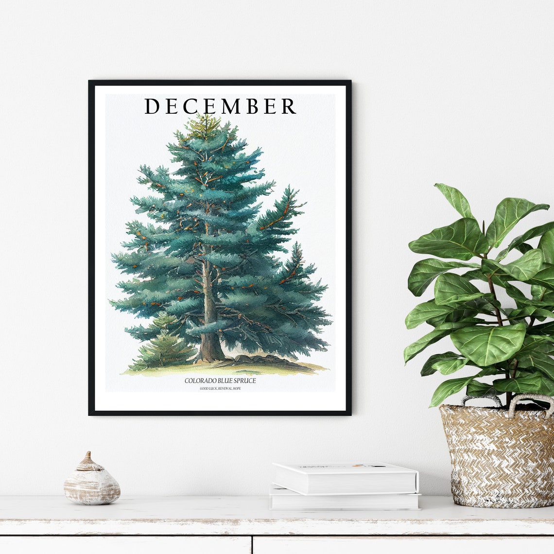 December Colorado Blue Spruce Tree Watercolor Botanical Poster - Image 3
