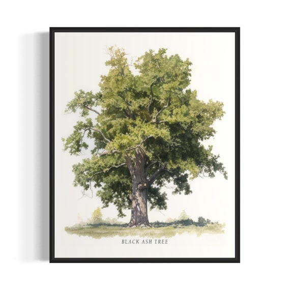 Black Ash Tree Art Print Black Ash Tree Wall Art Poster
