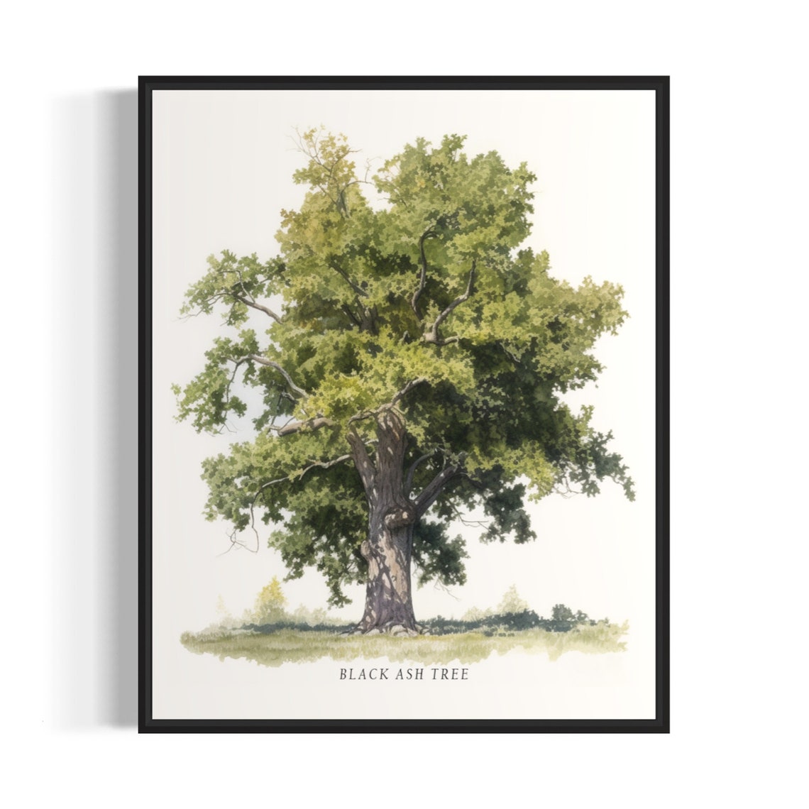 Black Ash Tree Art Print Black Ash Tree Wall Art Poster