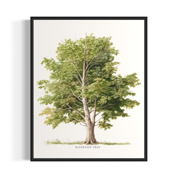 Basswood Tree Art Print Basswood Tree Wall Art Poster