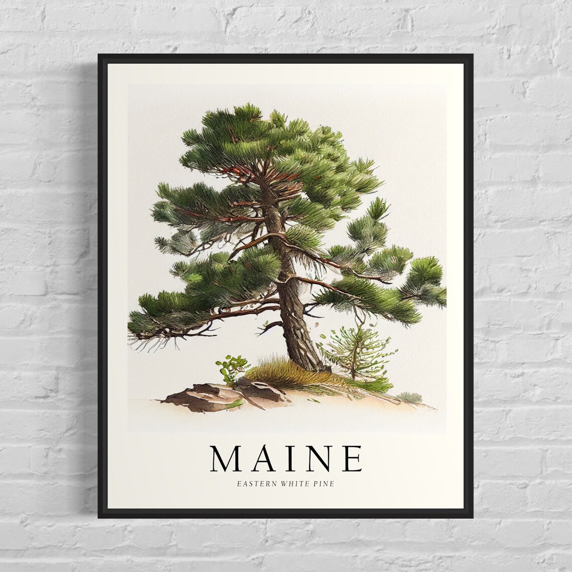 Maine State Tree, Eastern White Pine Art Print