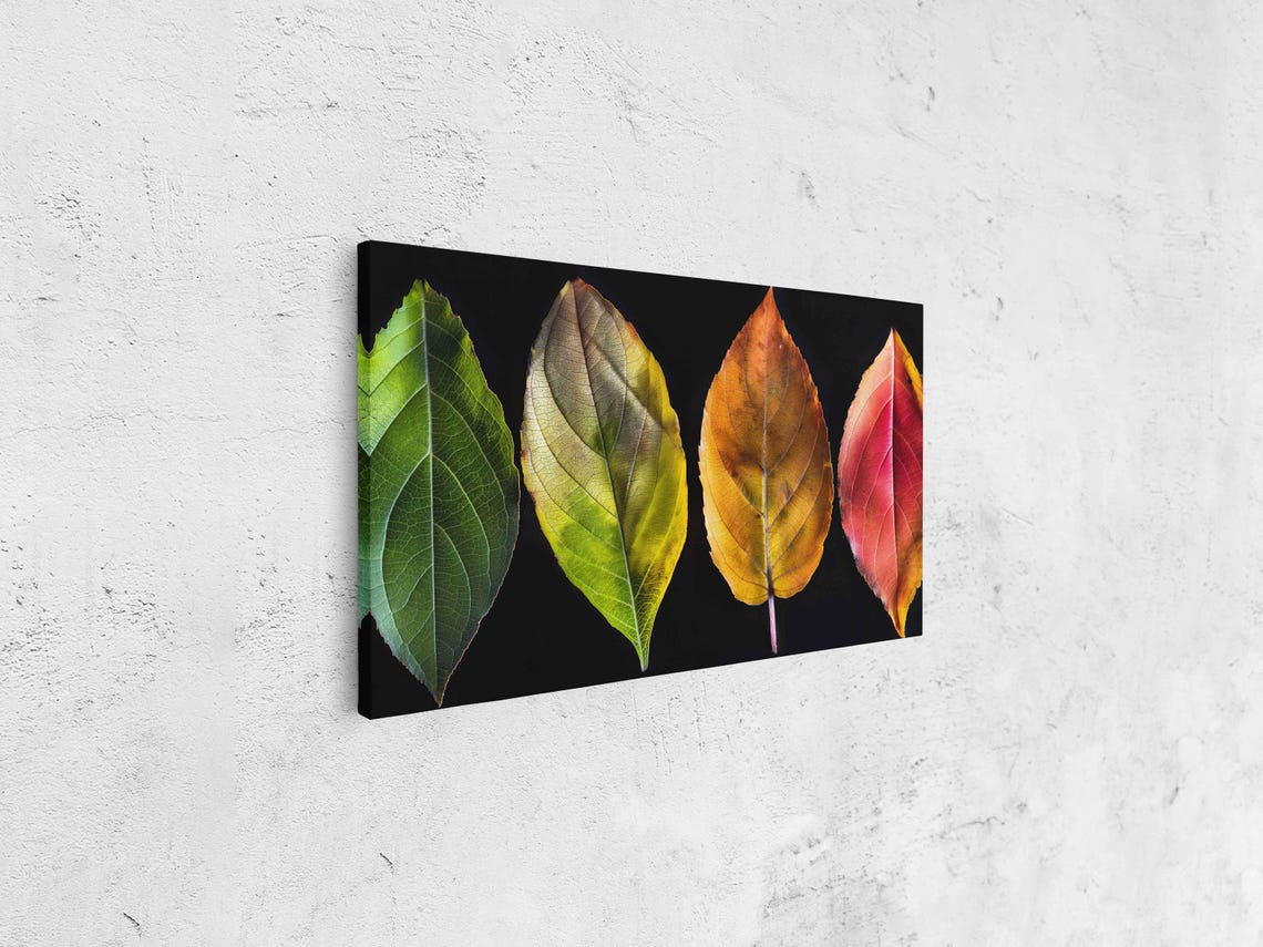 Four Fall Leaves Green To Red Color Progression Black Photo Poster - Image 4