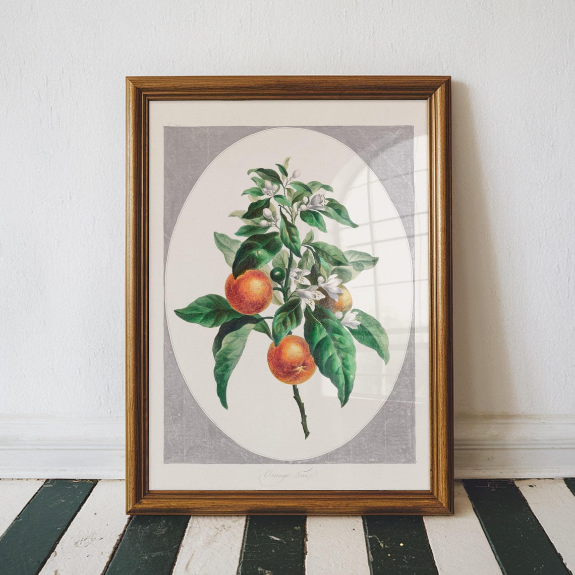 Vintage Orange Tree Botanical Illustration Citrus Branch Art Poster