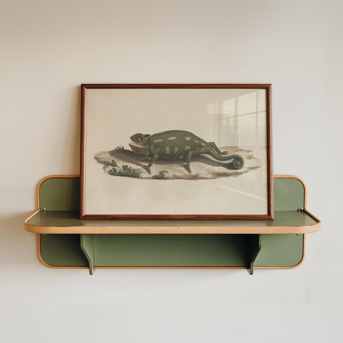 Chameleon Vintage Natural History Wildlife Reptile Illustration Poster
