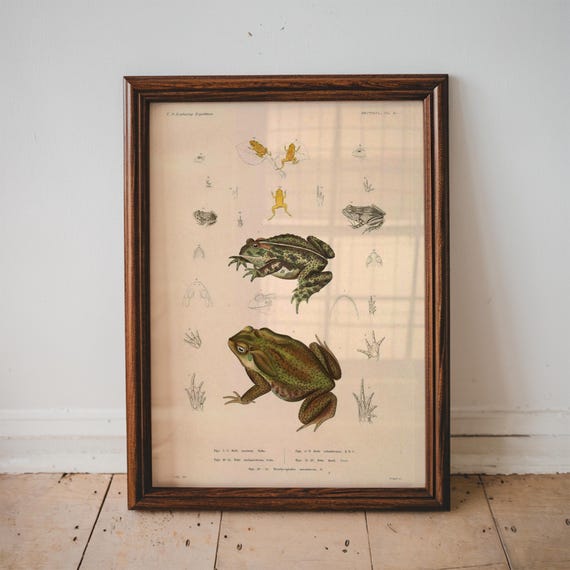 Vintage Frog Poster Illustration Science Textbook Wall Art Bedroom Decor