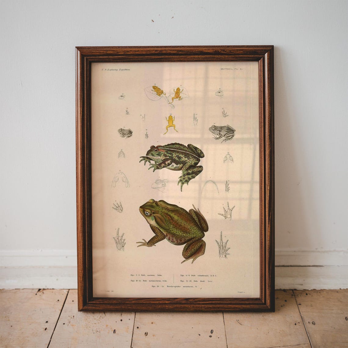 Vintage Frog Poster Illustration Science Textbook Wall Art Bedroom Decor