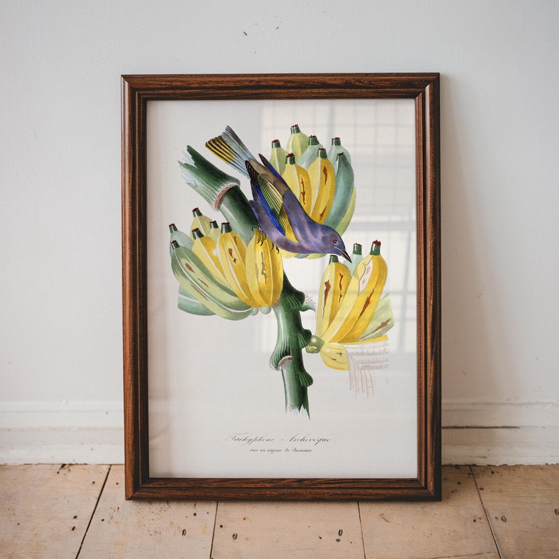 Tropical Bird Vintage Poster, Antique Animal Art Print