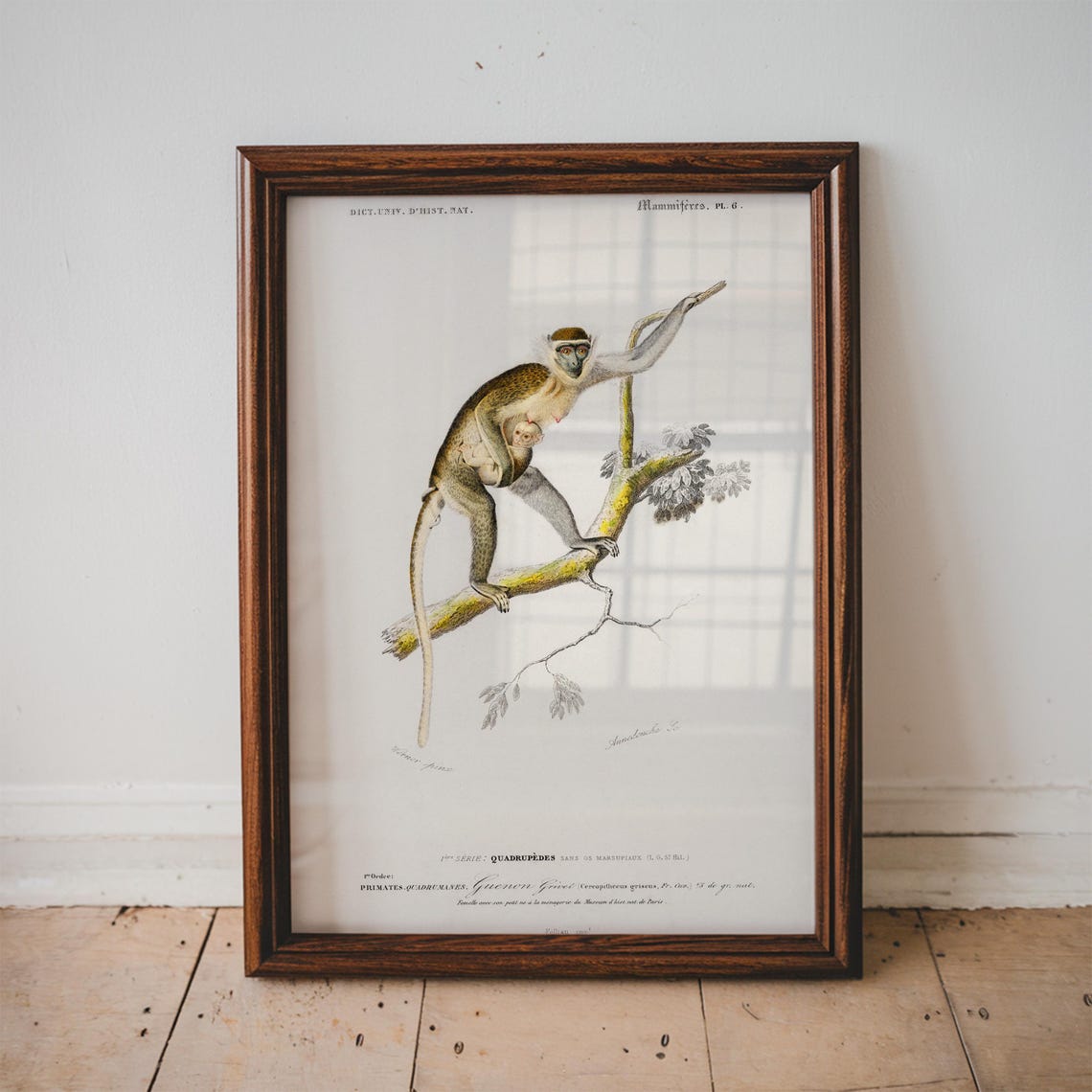 Vintage Grivet Monkey With Baby French Natural History Wall Art
