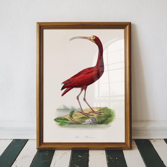 Scarlet Ibis Vintage Print Bird Poster Antique Animal Painting Wall Art Decor Illustration Tropical Home