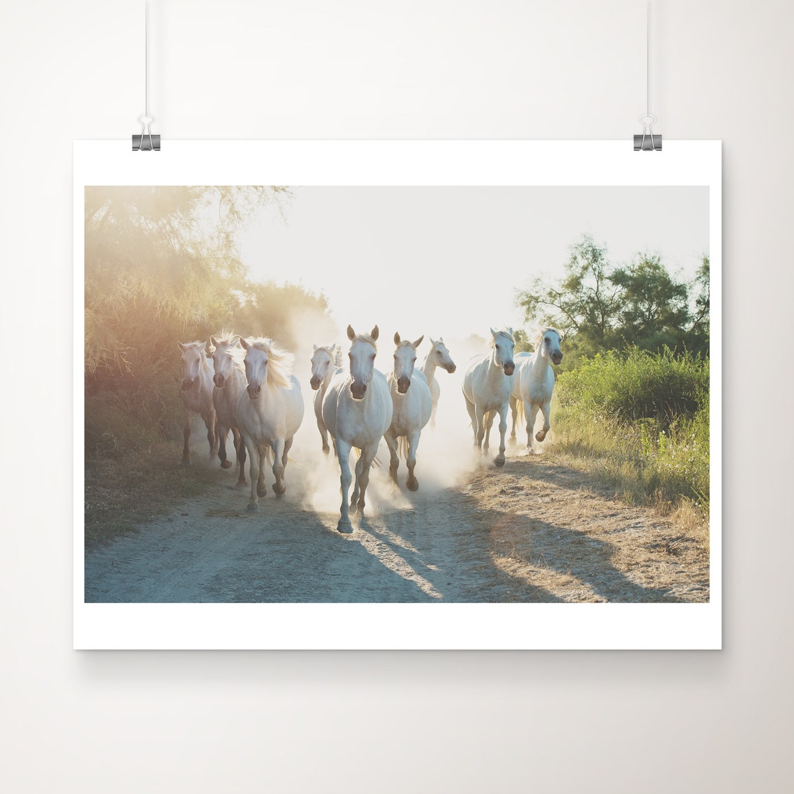 White Horses Galloping on Dusty Trail Wildlife Photography Poster