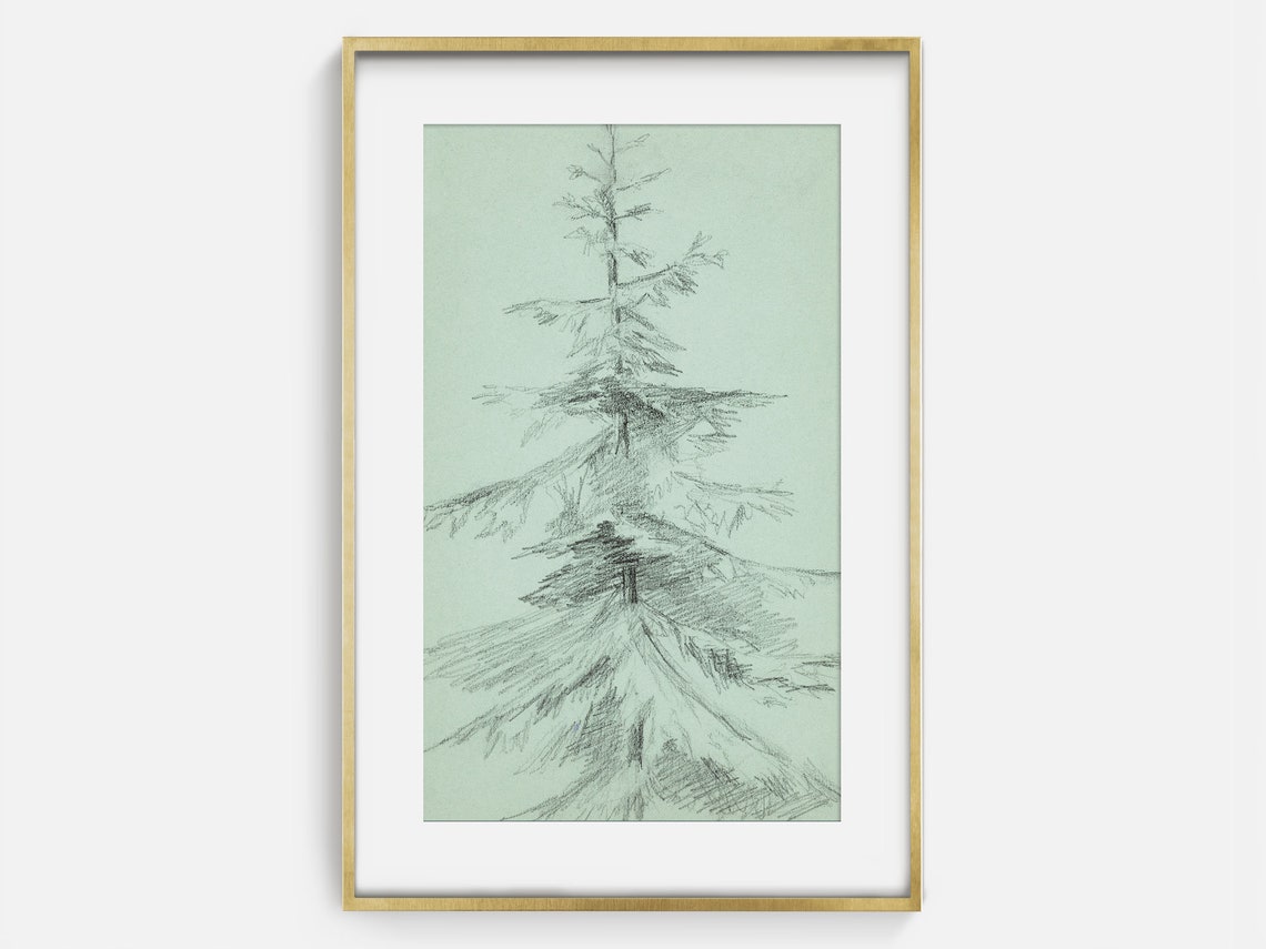 Evergreen Tree Charcoal Sketch Minimalist Vintage Botanical Art Print