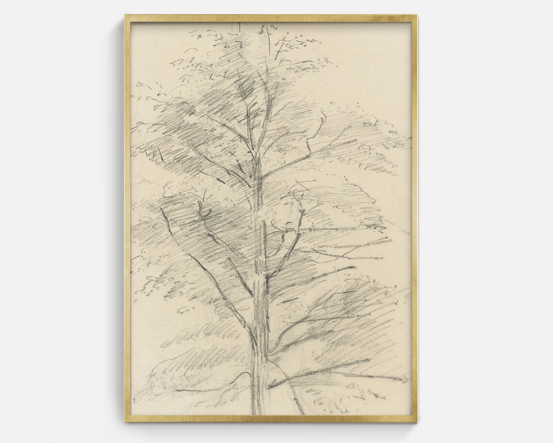 Vintage Tree Sketch, Antique Nature Drawing