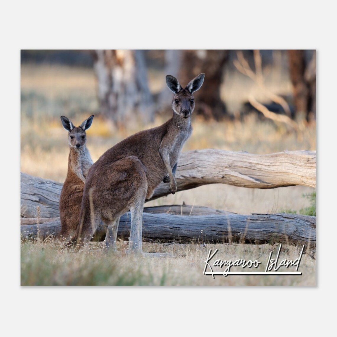 Kangaroo Island Australia Wildlife Photography Nature Poster