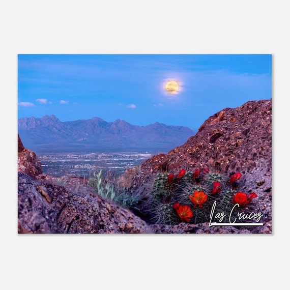 Las Cruces Desert Moonrise Cactus Blooms Mountain View Poster