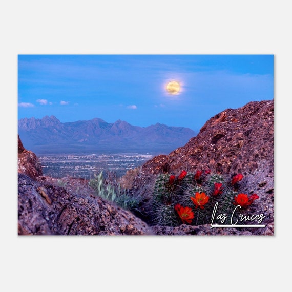 Las Cruces Poster Print Desert Bloom New Mexico Travel Photo