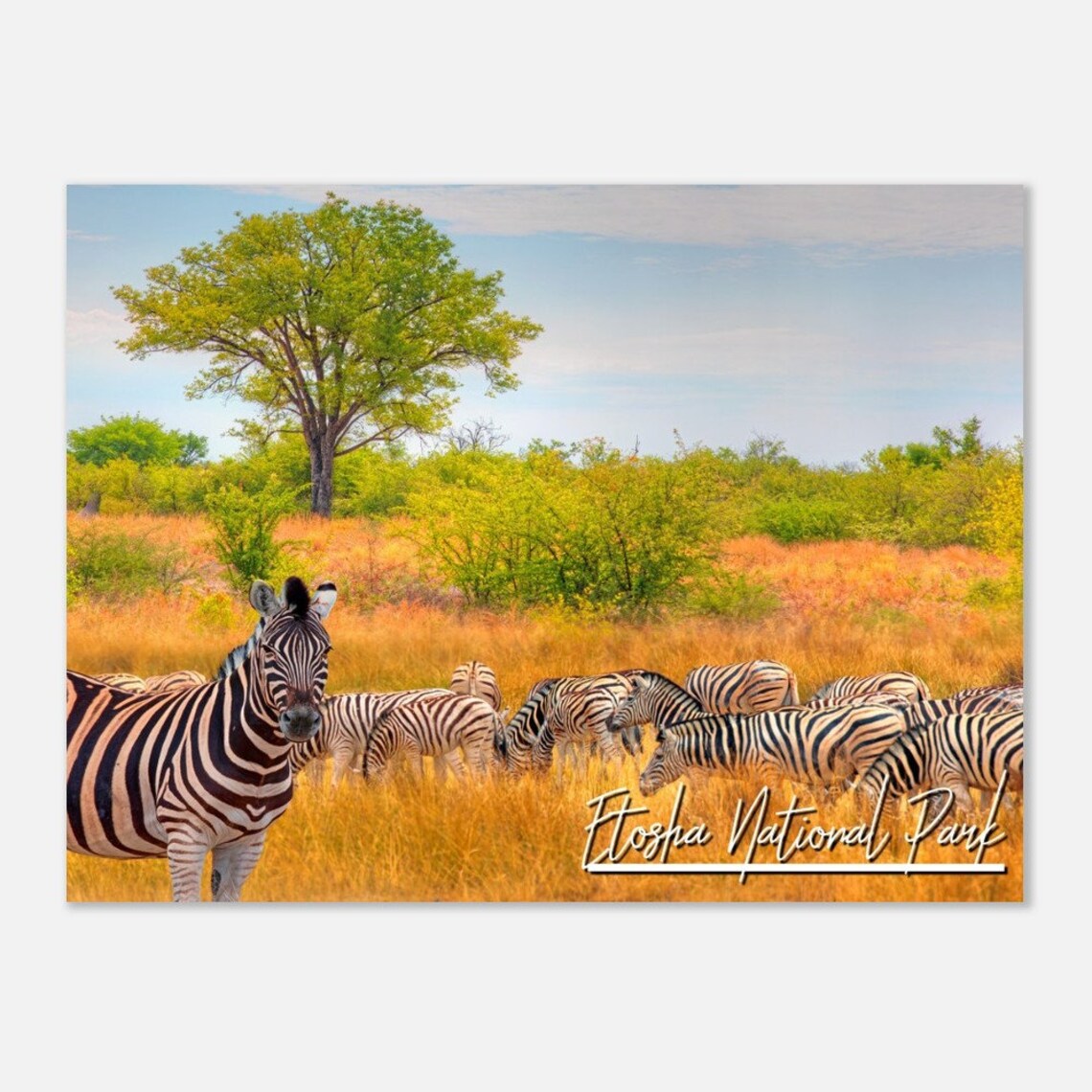 Etosha National Park Zebra Herd Golden Savanna Africa Wildlife Poster