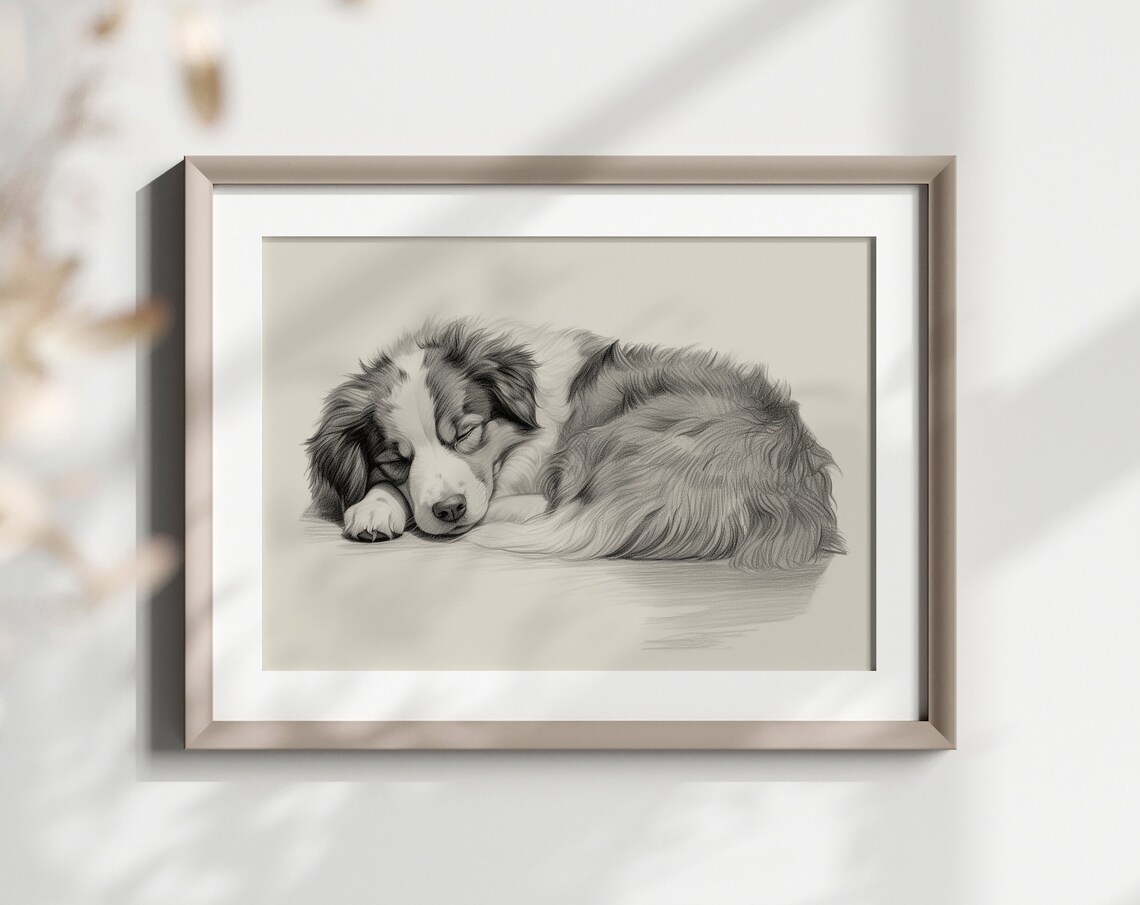 Australian Shepherd Pencil Sketch Art Print