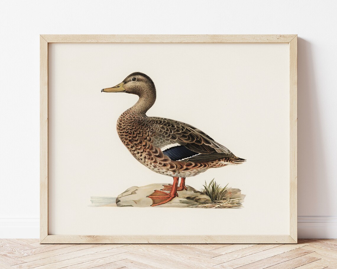 Female Mallard Duck Vintage Naturalist Bird Illustration Poster - Image 2