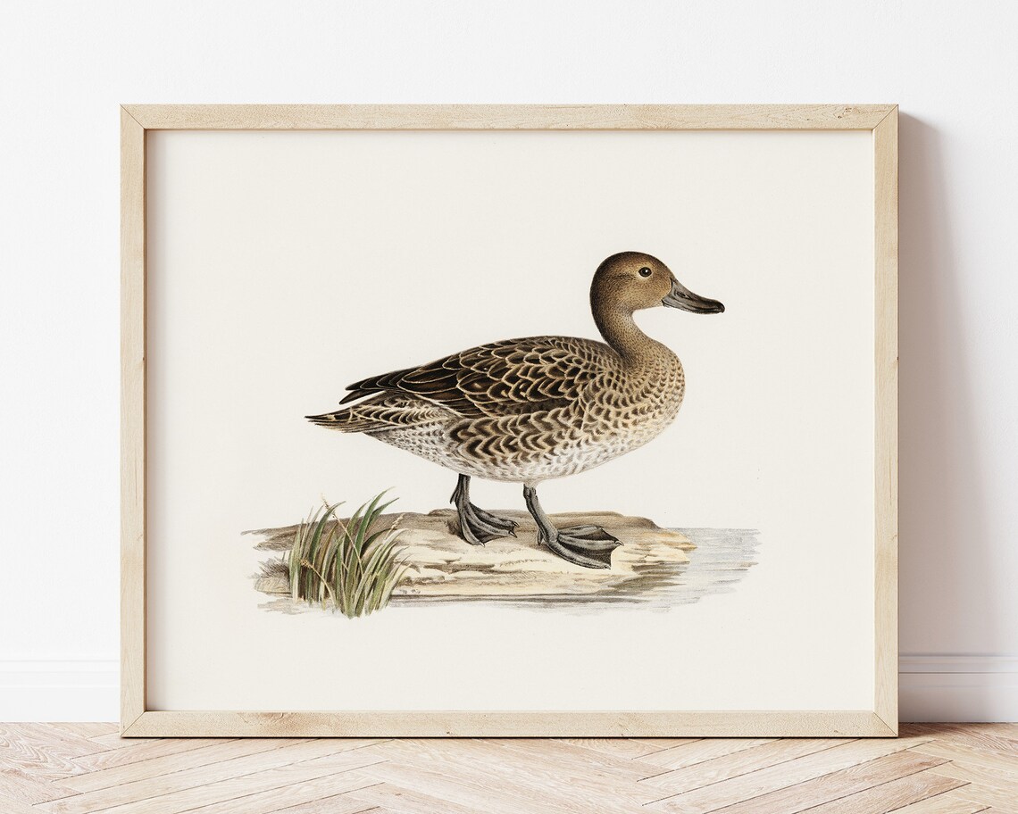 Northern Pintail Female Duck Vintage Naturalist Illustration Poster - Image 2