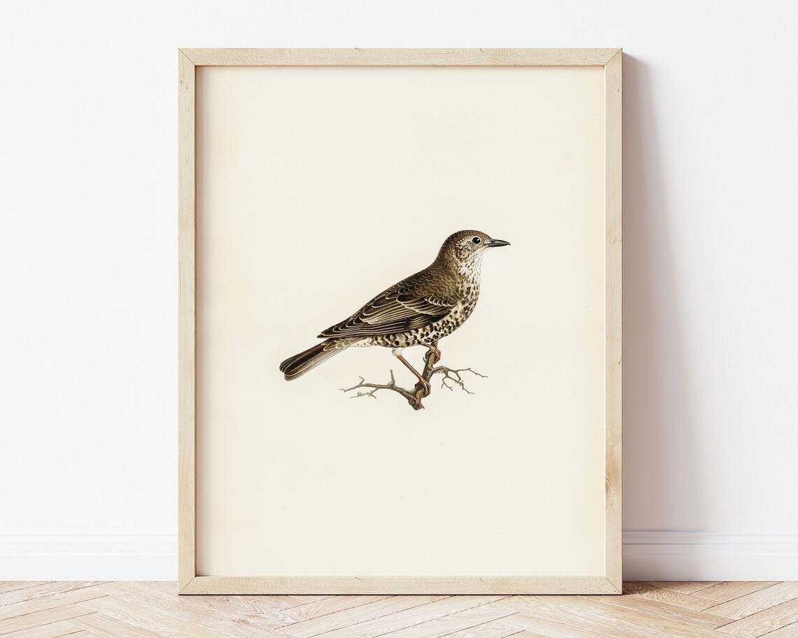 Song Thrush Bird Vintage Naturalist Illustration Farmhouse Poster - Image 2