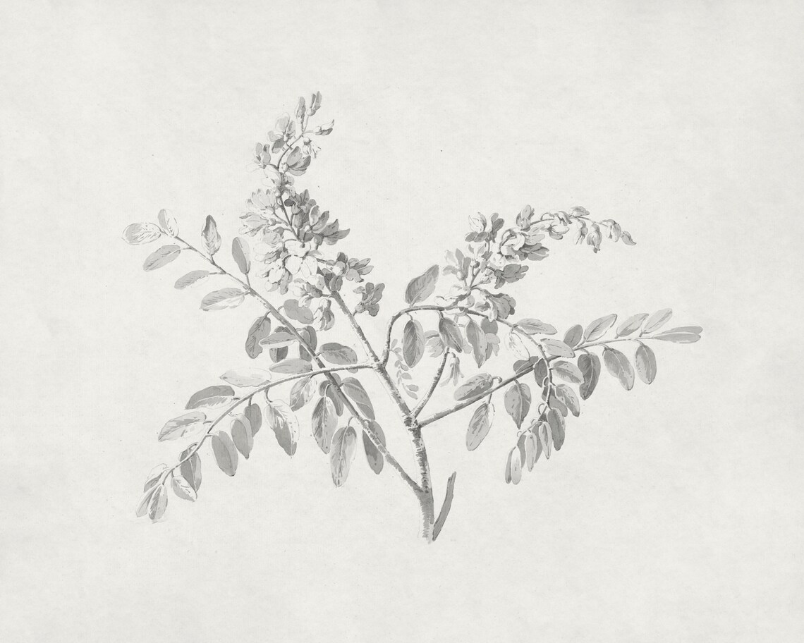 Minimalist Botanical Sketch Print, Vintage Nature Art Print - Image 2