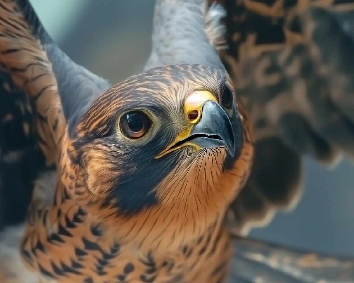 Falcon Diving Close-Up Bird Of Prey In Flight Wildlife Art Poster - Image 3