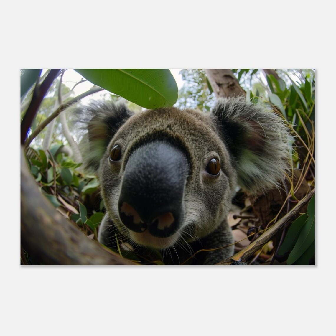 Koala Nose Close Up Fish Eye Eucalyptus Wildlife Photography Poster - Image 4