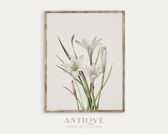 White Lilies Botanical Print, Floral Wall Art
