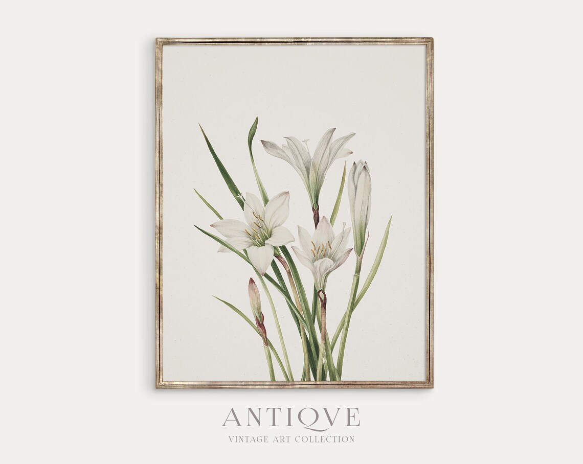 White Lilies Botanical Print, Floral Wall Art