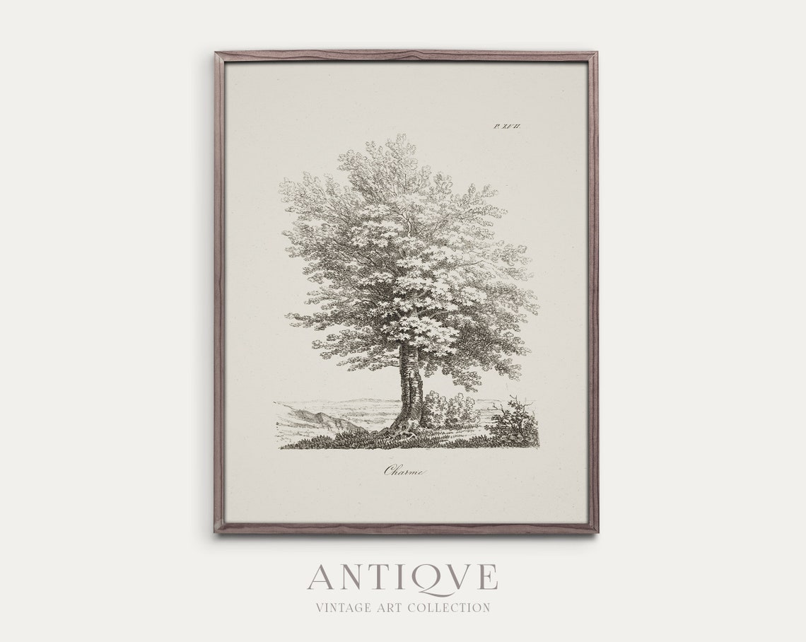 Charme Hornbeam Tree Antique Botanical Engraving Study Poster