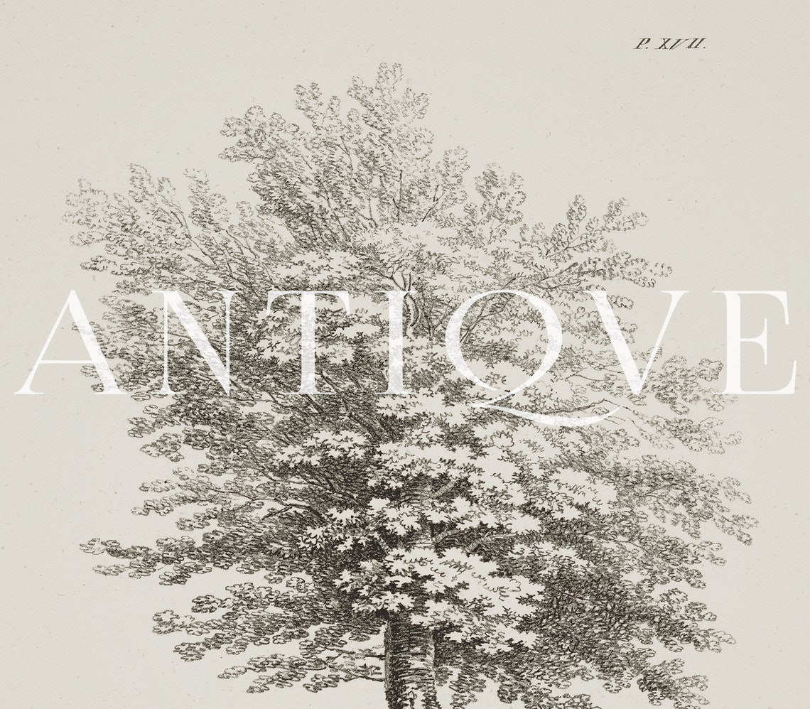 Charme Hornbeam Tree Antique Botanical Engraving Study Poster - Image 4