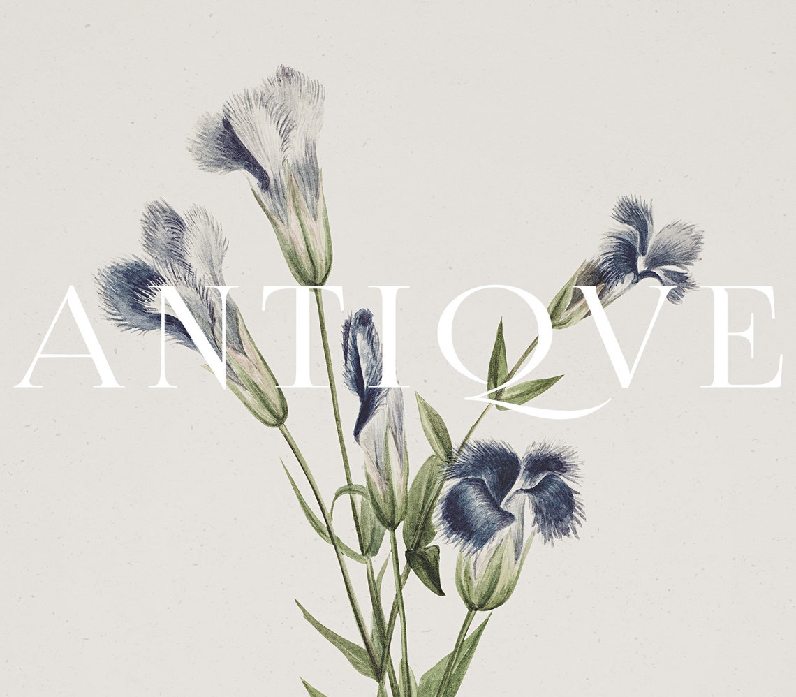 Blue Fringed Carnation Vintage Botanical Flower Study Poster - Image 3