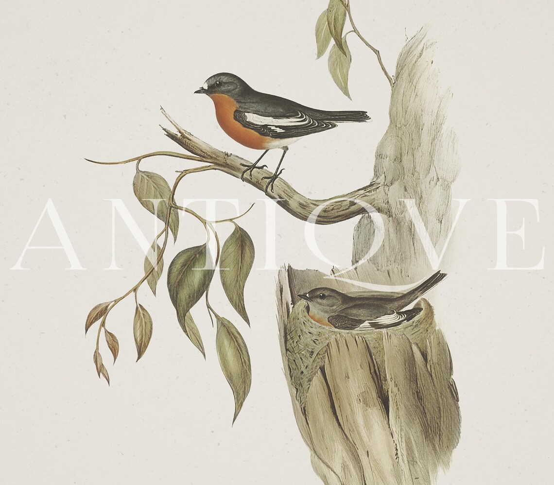 Vintage Robin With Nest, Irish Home Decor - Image 3