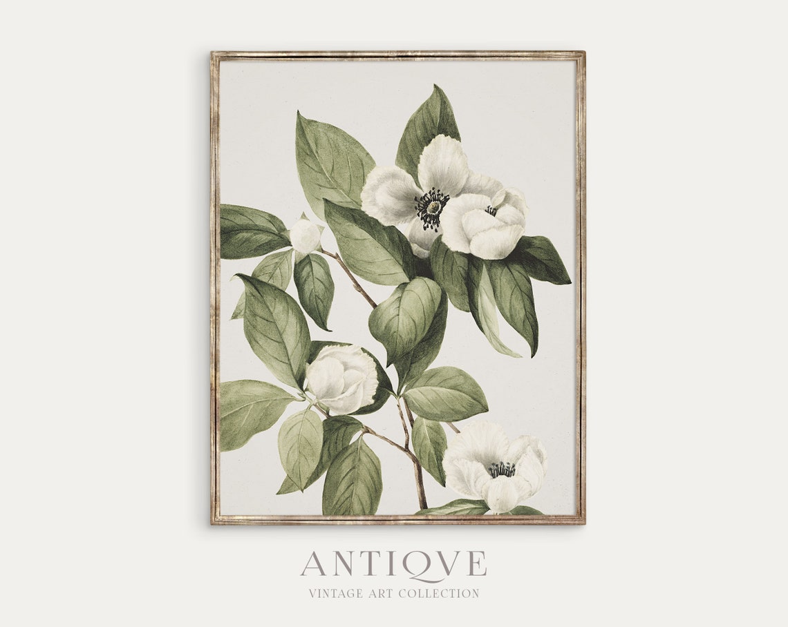 White Camellia Blossoms Vintage Botanical Flower Study Poster