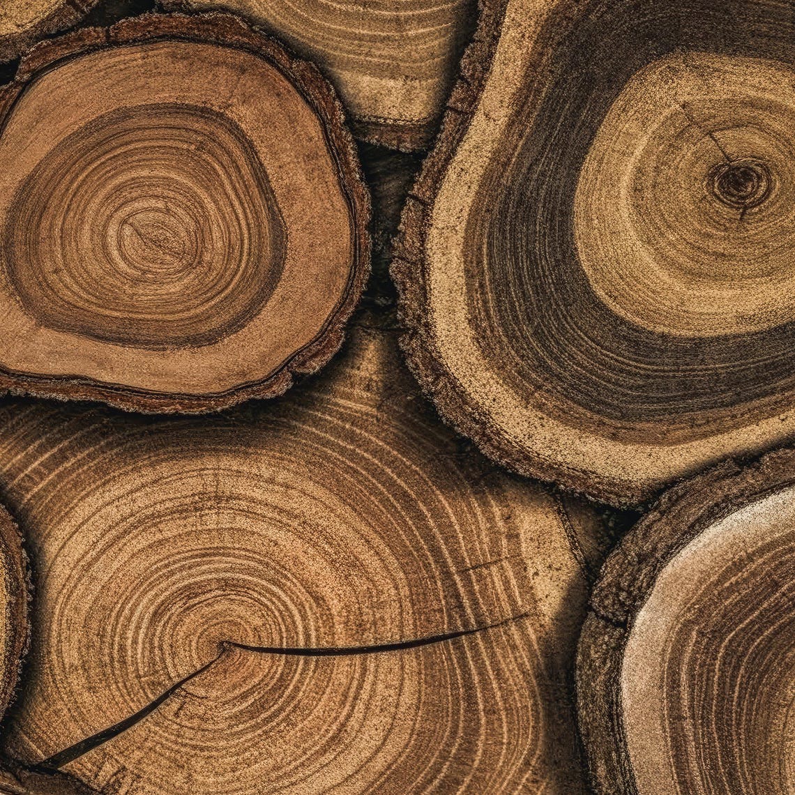 Tree Trunk Cross Section Growth Rings Warm Brown Rustic Wood Poster