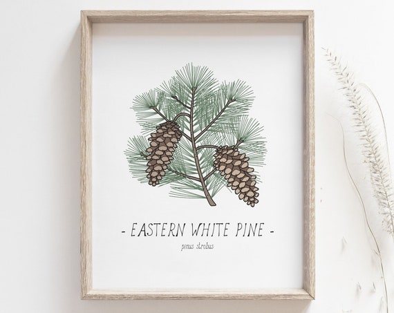 White Pine Pine Cone Botanical Drawing Art Print
