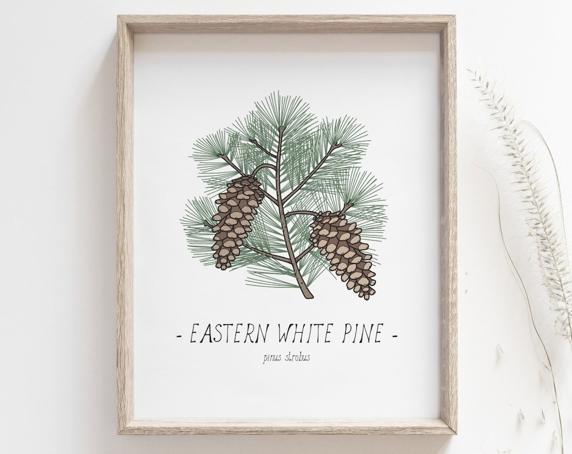 White Pine Botanical Drawing Poster, Woodland Decor