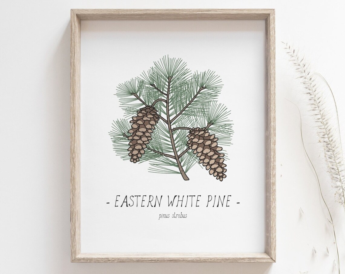 White Pine Pine Cone Botanical Drawing Art Print