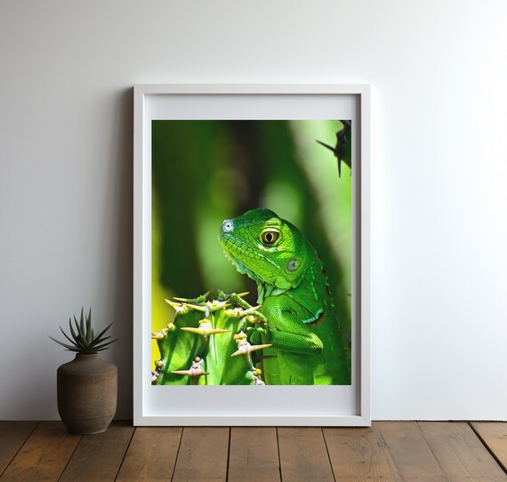 Green Iguana Perched On Cactus Close Up Wildlife Photo Poster
