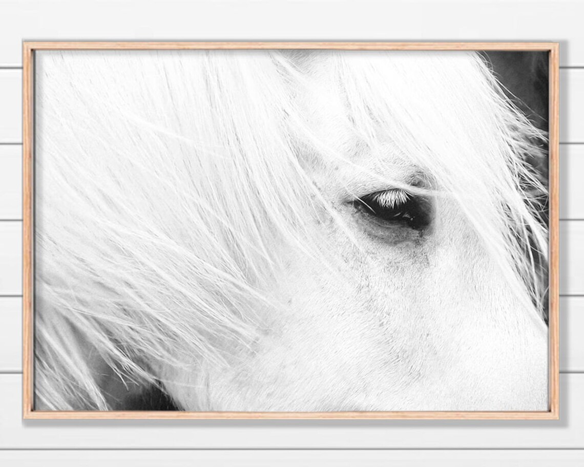 White Icelandic Horse, Black and White Horse Art Print