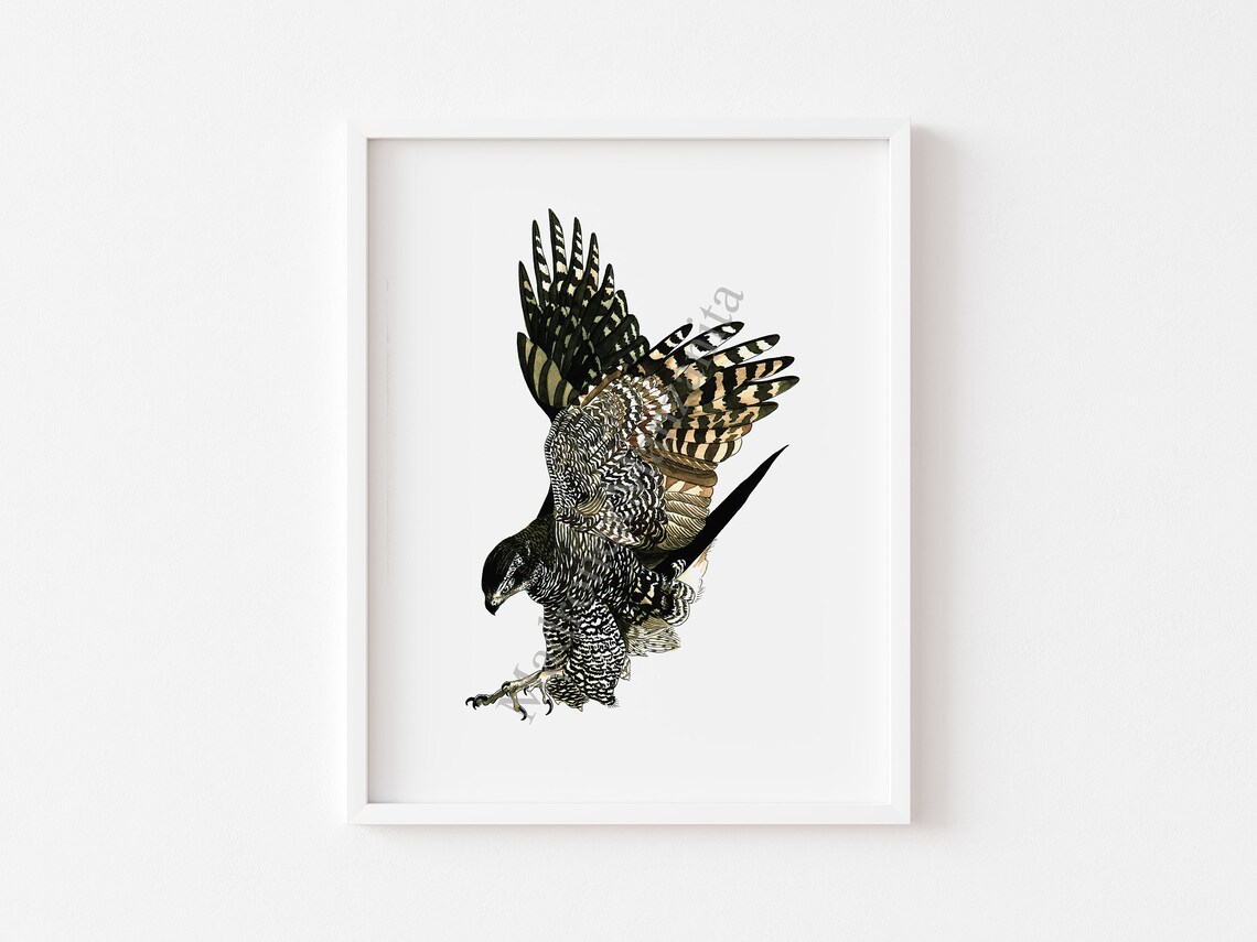Northern Goshawk Diving Strike Detailed Ink Illustration Poster