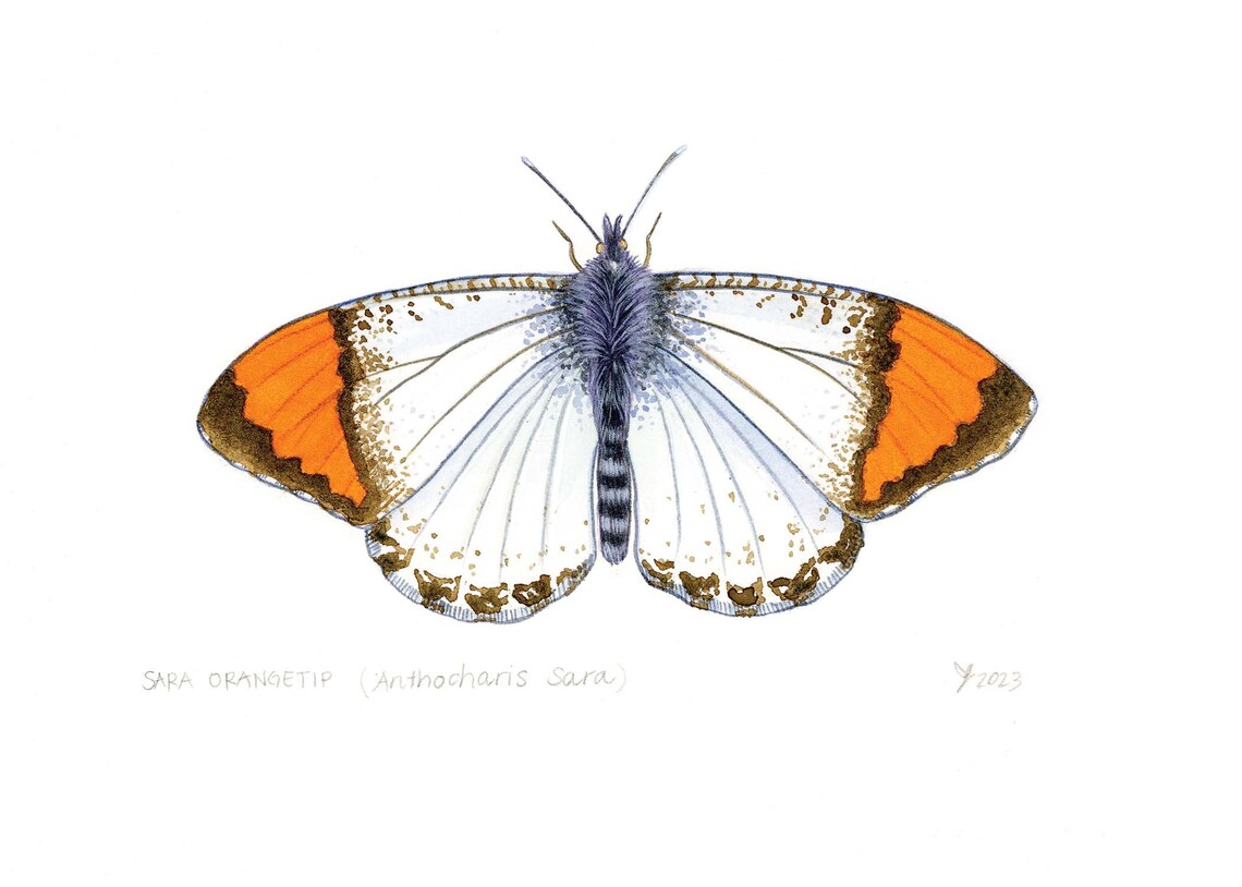 Sara Orangetip Butterfly Art Print, California Decor - Image 2
