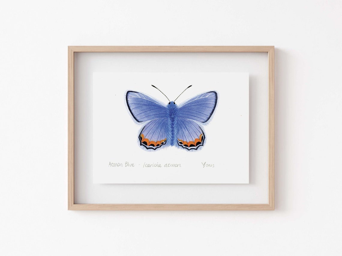 Acmon Blue Butterfly Print Enchanting Fairy Cottage Decor Entomology Gift