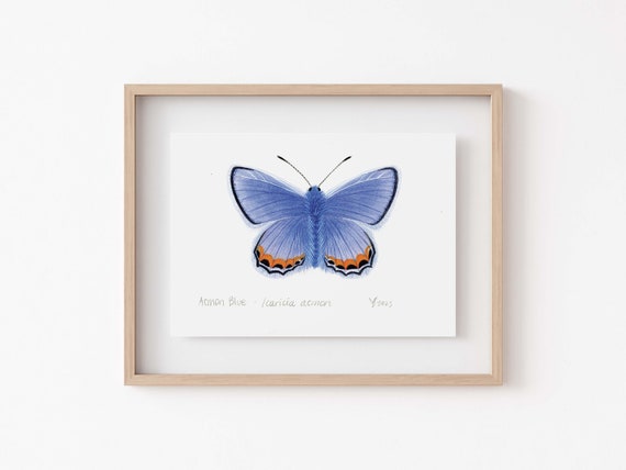 Acmon Blue Butterfly Print Enchanting Fairy Cottage Decor Entomology Gift