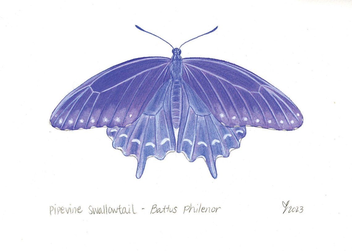 Purple Swallowtail Butterfly Art Print, Garden Decor - Image 2