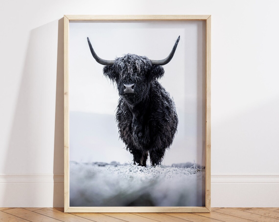 Black Highland Cow Standing in Snow Winter Farm Animal Poster
