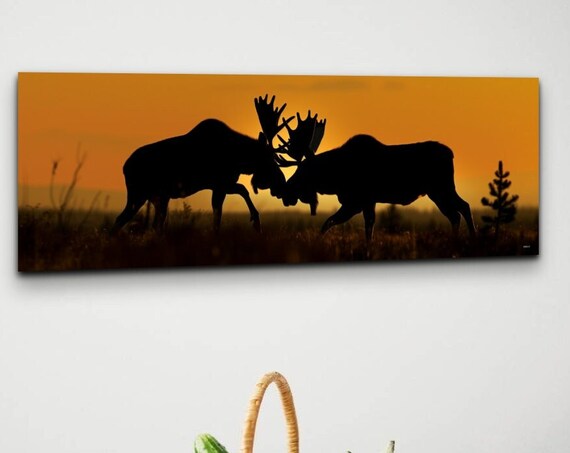 Clashing Moose at Sunset Wildlife Silhouette Panorama Wall Art