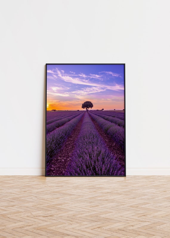 Levander Sunset Field Unique Poster Trendy Wall Art Printed