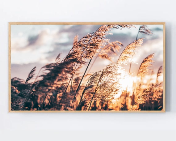 Samsung Frame Tv Art Pampas Grass Summer Dried Wall Reeds Botanical Modern Farmhouse Artwork For