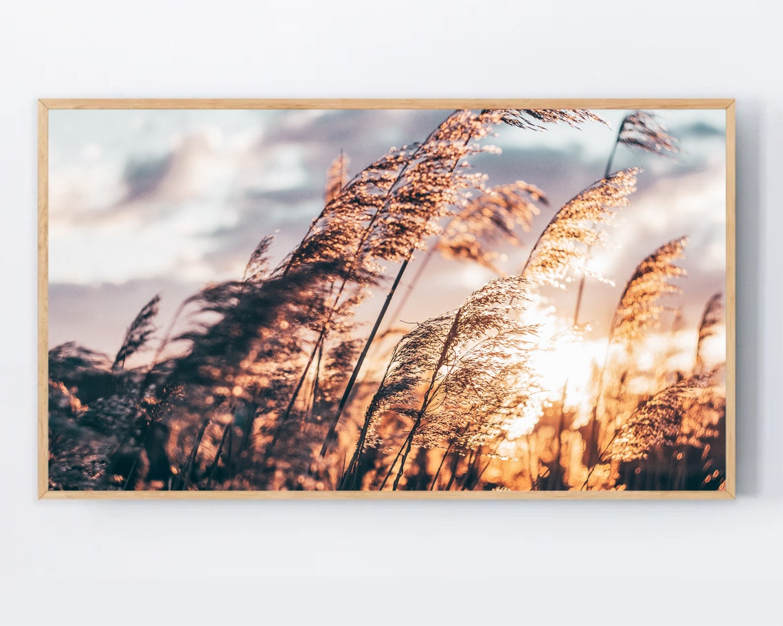 Samsung Frame Tv Art Pampas Grass Summer Dried Wall Reeds Botanical Modern Farmhouse Artwork For